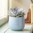 2 inch Echeveria 'Mensa' for sale. Echeveria 'Mensa' features a symmetrical rosette with attractive blue-green foliage that adds natural beauty to any space. It grows best in bright light with fast-draining soil and needs minimal watering to stay healthy. This charming succulent is ideal for windowsills, desks, or decorative plant arrangements.