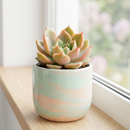Buy an 8-pack of 4" live plants online. Choose eight plants of your choice to create a lush and diverse collection in 4" pots. Perfect for filling larger spaces, decorating your home or office, and growing your plant collection.