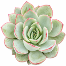 2 inch Echeveria Moonshine, green succulents, indoor succulents, succulent care guide, buy succulents online