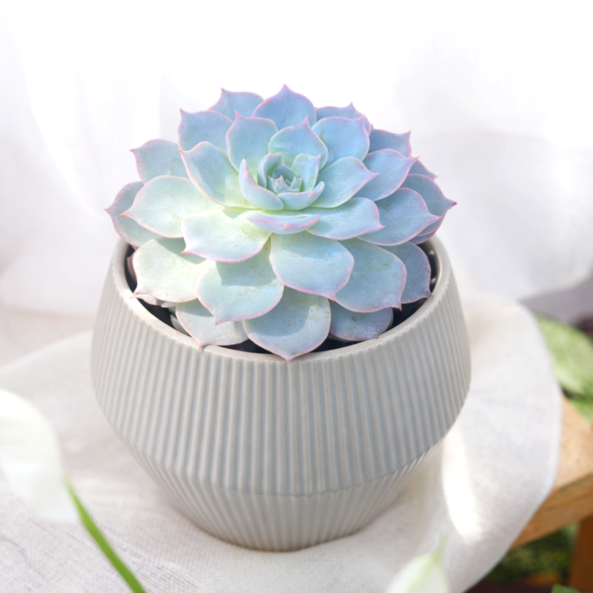 succulents beautiful Echeveria Subsessilis Pink Succulent | Premium Succulent Gift Box