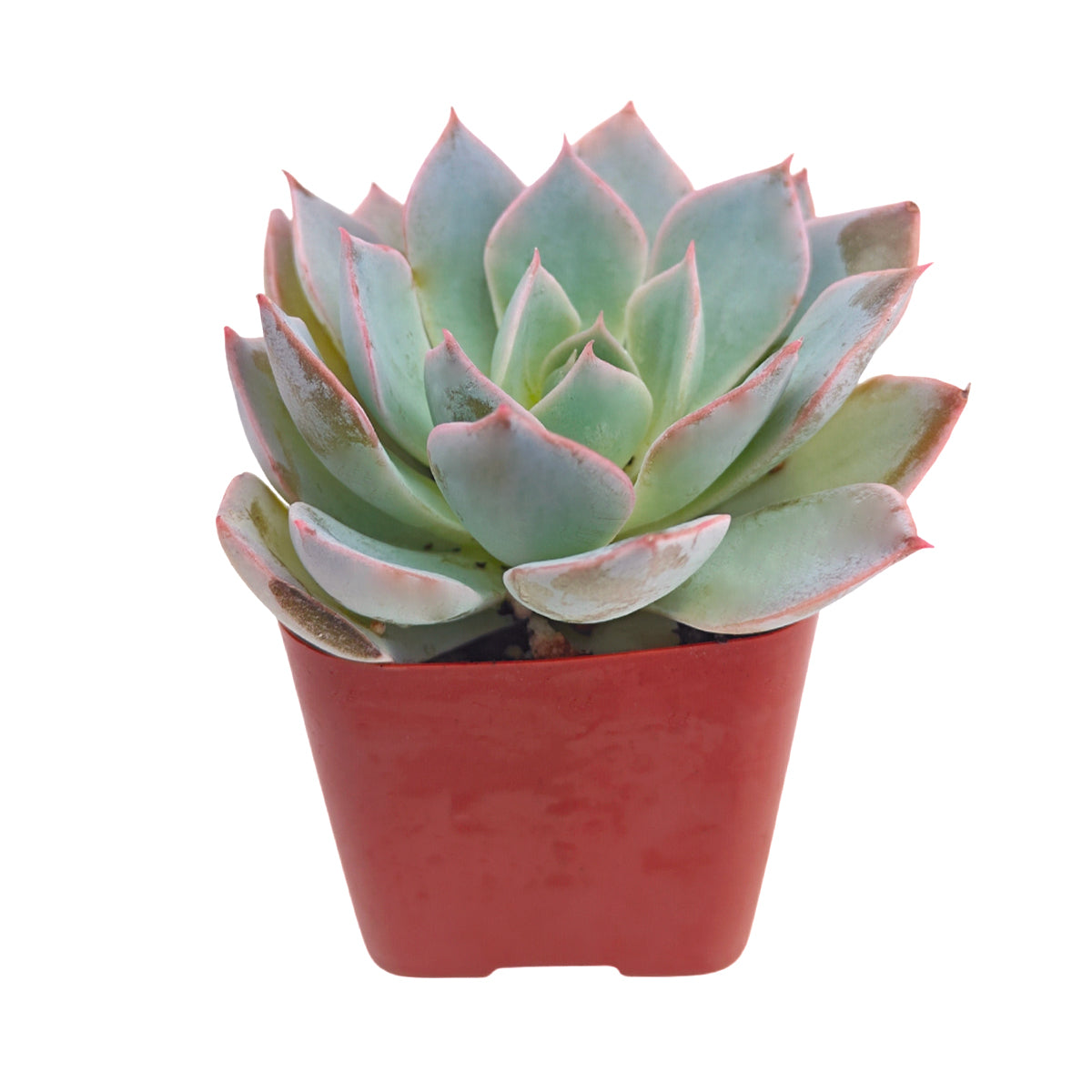 morning beauty succulent Echeveria Subsessilis Pink Succulent