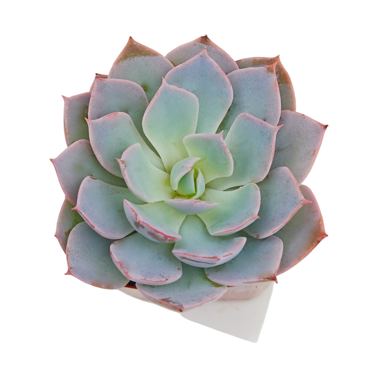 succulent suomeksi Echeveria Subsessilis Pink Succulent