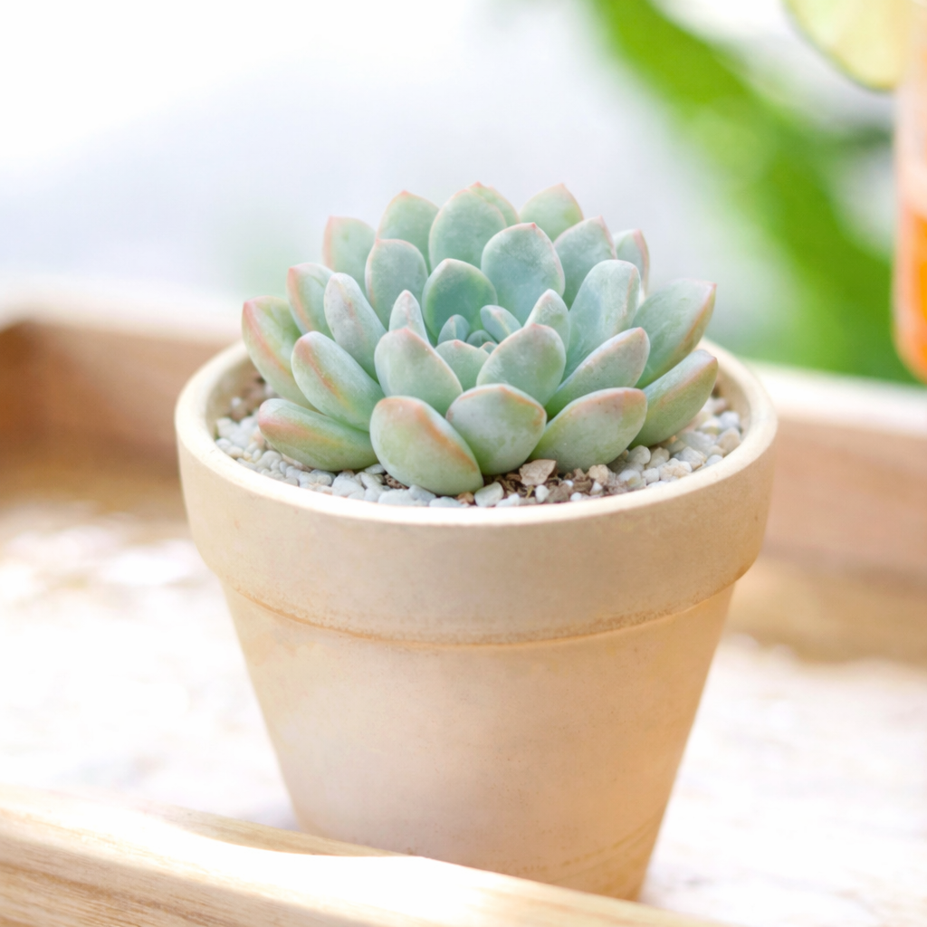2 inch Echeveria 'Morning Dew', rosette succulents for sale, buy succulents online, blue succulents