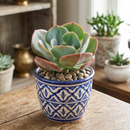 Custom plant pot with personalized image, personalized flower pot with live plant, custom photo plant pot, personalized planter with plant of your choice, custom printed ceramic planter, personalized succulent pot, custom image flower pot gift, custom photo planter for houseplants