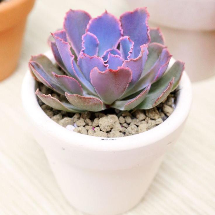 succulents purple Echeveria Purple Dance - Colorful Succulents In CA For Sale