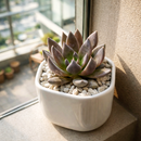 2 inch Echeveria 'New Black' in black plastic pot, Echeveria 'New Black' for sale, buy succulents online, easy to grow succulents