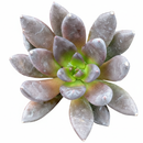 2 inch Echeveria 'New Black' in black plastic pot, Echeveria 'New Black' for sale, buy succulents online, easy to grow succulents