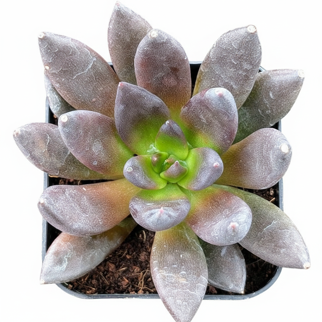 2 inch Echeveria 'New Black' in black plastic pot, Echeveria 'New Black' for sale, buy succulents online, easy to grow succulents
