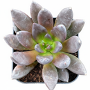 2 inch Echeveria 'New Black' in black plastic pot, Echeveria 'New Black' for sale, buy succulents online, easy to grow succulents