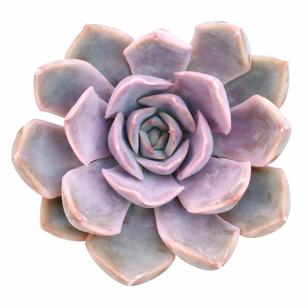 Echeveria 'Orion' in California, How to grow Echeveria 'Orion', rare succulents, rare succulents for sale, unique succulents
