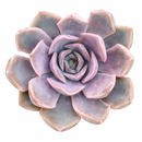buy succulents online, rare succulent, succulent shop, unusual succulents, succulent store, succulents online