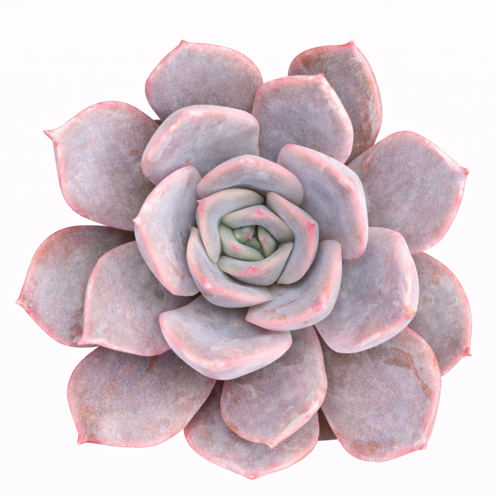 Echeveria 'Orion' for sale, how to grow succulents, succulent plant, succulent care tips, succulent subscription, succulents garden, Succulents, Succulents shop near me, Rare succulents