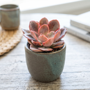 Echeveria 'Painted Frills'