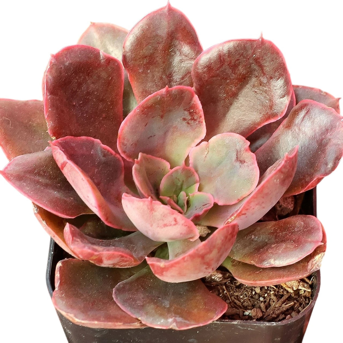 2-pack - 2" echeveria 'painted frills' live succulent for sale, charming rosette plant, distinctive ruffled edges, low light adaptable, shows when thirsty, pet-friendly, enhances any modern home decor, an ideal housewarming present.