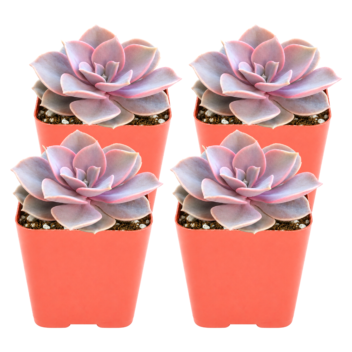 Echeveria Perle von Nurnberg 4-pack live plants for sale. These compact rosette succulents feature powdery lavender leaves with pink highlights. Easy to grow, they prefer bright light, well-draining soil, and minimal watering.
