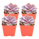 Buy an 8-pack of Echeveria Perle von Nurnberg live plants online. Each plant forms an elegant rosette of lavender, pink, and blue-green leaves. Easy to care for, they thrive in bright light, well-draining soil, and occasional watering.