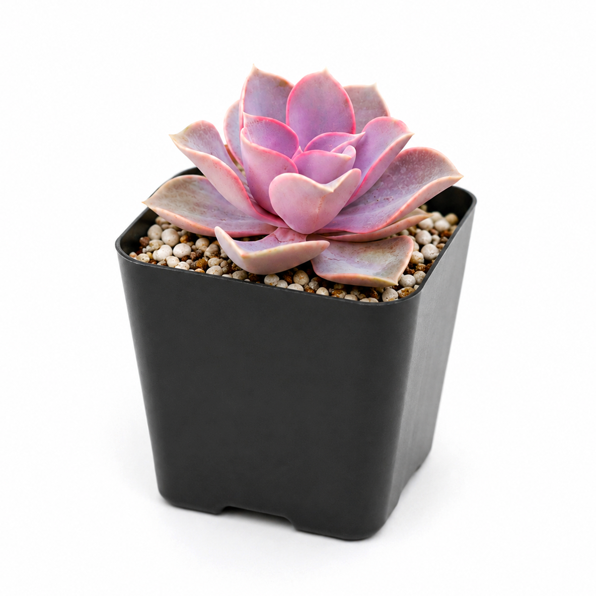 4 inch Echeveria Perle Von Nurnberg for sale. Echeveria Perle Von Nurnberg is a drought-tolerant succulent with stunning purple-toned foliage and a compact rosette shape. It thrives in sunny locations and requires little maintenance once established. This distinctive plant adds color and texture to homes, offices, and succulent collections.