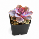 Buy Echeveria Perle Von Nurnberg 2 inch online. Echeveria Perle Von Nurnberg is a stunning succulent with soft lavender-gray leaves arranged in a graceful rosette. It thrives in bright light and well-draining soil with minimal watering. This elegant, low-maintenance plant is perfect for succulent collections, windowsills, and indoor décor.