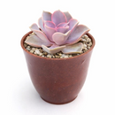 Buy Echeveria Perle Von Nurnberg 2 inch online. Echeveria Perle Von Nurnberg is a stunning succulent with soft lavender-gray leaves arranged in a graceful rosette. It thrives in bright light and well-draining soil with minimal watering. This elegant, low-maintenance plant is perfect for succulent collections, windowsills, and indoor décor.