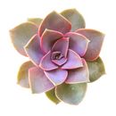 Buy Echeveria Perle Von Nurnberg 2 inch online. Echeveria Perle Von Nurnberg is a stunning succulent with soft lavender-gray leaves arranged in a graceful rosette. It thrives in bright light and well-draining soil with minimal watering. This elegant, low-maintenance plant is perfect for succulent collections, windowsills, and indoor décor.