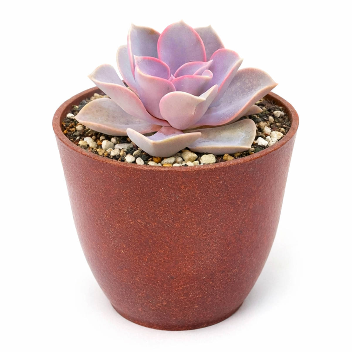 Buy Echeveria Perle Von Nurnberg 4 inch online. Echeveria Perle Von Nurnberg is a striking succulent with large lavender-pink rosettes that add elegance to any plant collection. It thrives in bright light and well-draining soil while requiring minimal watering. This easy-care plant is perfect for homes, offices, and modern indoor décor.