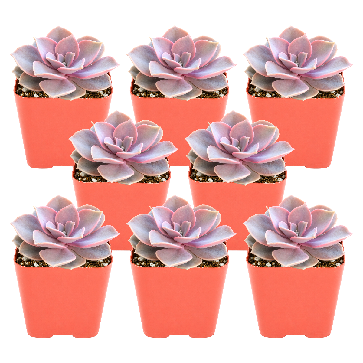 Buy an 8-pack of Echeveria Perle von Nurnberg live plants online. Each plant forms an elegant rosette of lavender, pink, and blue-green leaves. Easy to care for, they thrive in bright light, well-draining soil, and occasional watering.