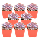 Buy an 8-pack of Echeveria Perle von Nurnberg live plants online. Each plant forms an elegant rosette of lavender, pink, and blue-green leaves. Easy to care for, they thrive in bright light, well-draining soil, and occasional watering.