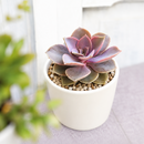 Buy Echeveria Perle Von Nurnberg 2 inch online. Echeveria Perle Von Nurnberg is a stunning succulent with soft lavender-gray leaves arranged in a graceful rosette. It thrives in bright light and well-draining soil with minimal watering. This elegant, low-maintenance plant is perfect for succulent collections, windowsills, and indoor décor.
