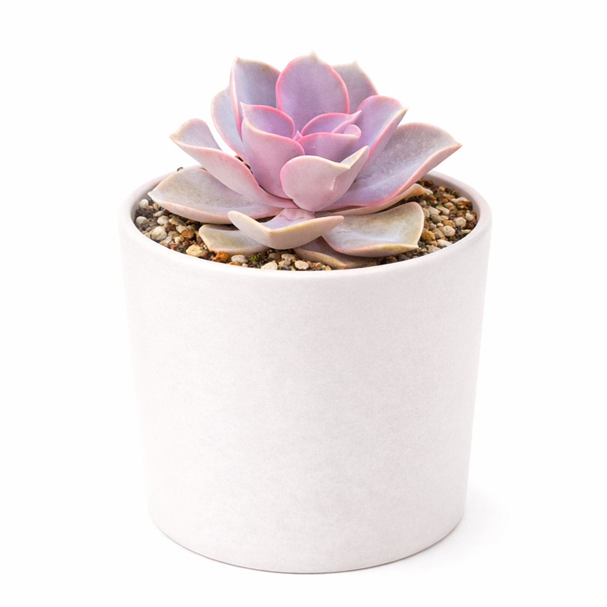 2 inch Echeveria Perle Von Nurnberg for sale. Echeveria Perle Von Nurnberg is prized for its pastel purple foliage and perfectly symmetrical rosette shape. It grows best in bright sunlight with fast-draining soil and occasional watering. This beautiful succulent is an excellent choice for beginners and collectors alike.