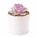 Buy Echeveria Perle Von Nurnberg 2 inch online. Echeveria Perle Von Nurnberg is a stunning succulent with soft lavender-gray leaves arranged in a graceful rosette. It thrives in bright light and well-draining soil with minimal watering. This elegant, low-maintenance plant is perfect for succulent collections, windowsills, and indoor décor.
