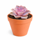 Buy Echeveria Perle Von Nurnberg 2 inch online. Echeveria Perle Von Nurnberg is a stunning succulent with soft lavender-gray leaves arranged in a graceful rosette. It thrives in bright light and well-draining soil with minimal watering. This elegant, low-maintenance plant is perfect for succulent collections, windowsills, and indoor décor.