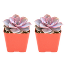 Buy an 8-pack of Echeveria Perle von Nurnberg live plants online. Each plant forms an elegant rosette of lavender, pink, and blue-green leaves. Easy to care for, they thrive in bright light, well-draining soil, and occasional watering.