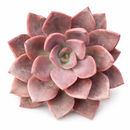 2 inch Echeveria ‘Phyllis Collis’, pink 
succulents, indoor succulents, succulent care guide, buy succulents online