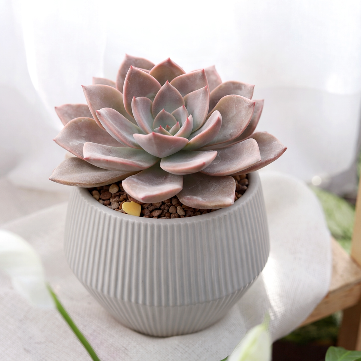 2 inch Echeveria ‘Phyllis Collis’, pink 
succulents, indoor succulents, succulent care guide, buy succulents online