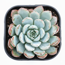 2 inch Echeveria 'Pinwheel' in black plastic pot, Echeverias, indoor succulents, decorative small plants