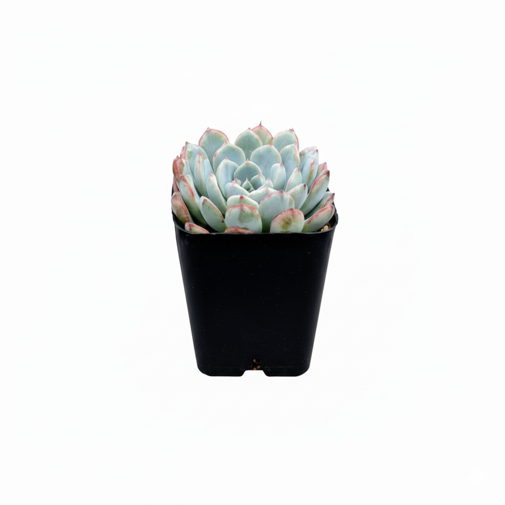 2 inch Echeveria 'Pinwheel' in black plastic pot, Echeverias, indoor succulents, decorative small plants