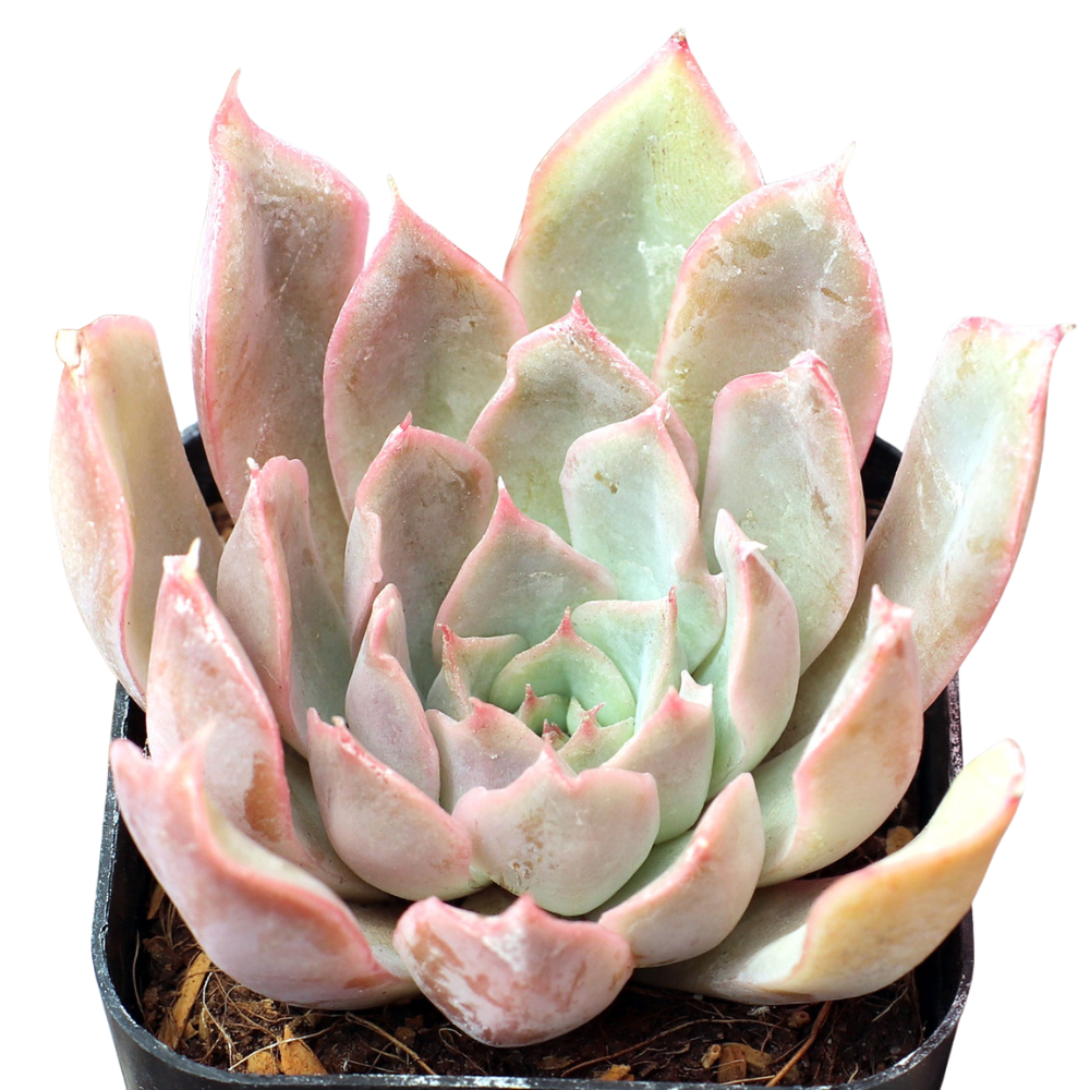 2 inch Echeveria 'Ponto Rosa' in a plastic pot, green succulents, indoor outdoor succulents, succulent care guide, buy succulents online