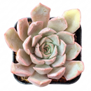 Echeveria 'Ponto Rosa', green succulents, indoor outdoor succulents, succulent care guide, buy succulents online