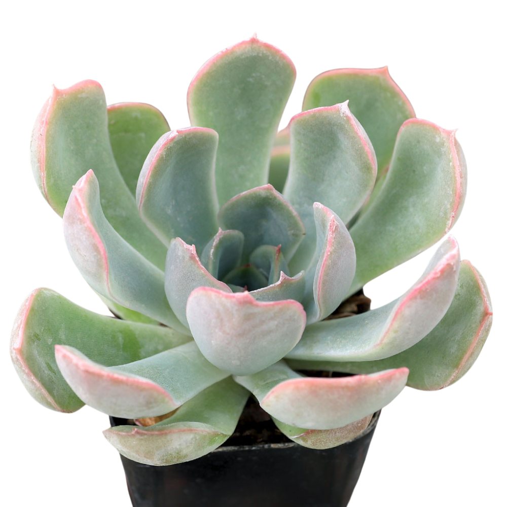 Close-up of an Echeveria 'Ponto Rosa', green succulents, indoor outdoor succulents, succulent care guide, buy succulents online