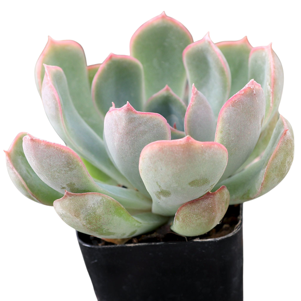 Echeveria 'Ponto Rosa', green succulents, indoor outdoor succulents, succulent care guide, buy succulents online