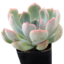 Echeveria 'Ponto Rosa', green succulents, indoor outdoor succulents, succulent care guide, buy succulents online