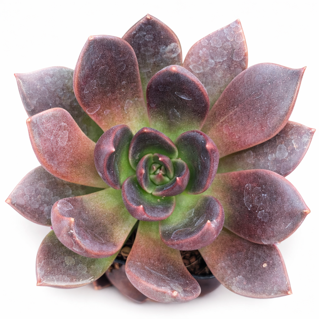 2 inch Echeveria Preta, purple succulents, indoor succulents, succulent care guide, buy succulents online