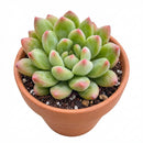 2 inch Echeveria 'Princess' in a plastic pot, green succulents, indoor succulents, succulent care guide, buy succulents online