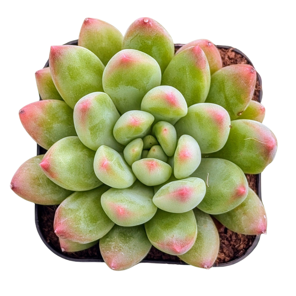 2 inch Echeveria 'Princess', green succulents, indoor succulents, succulent care guide, buy succulents online