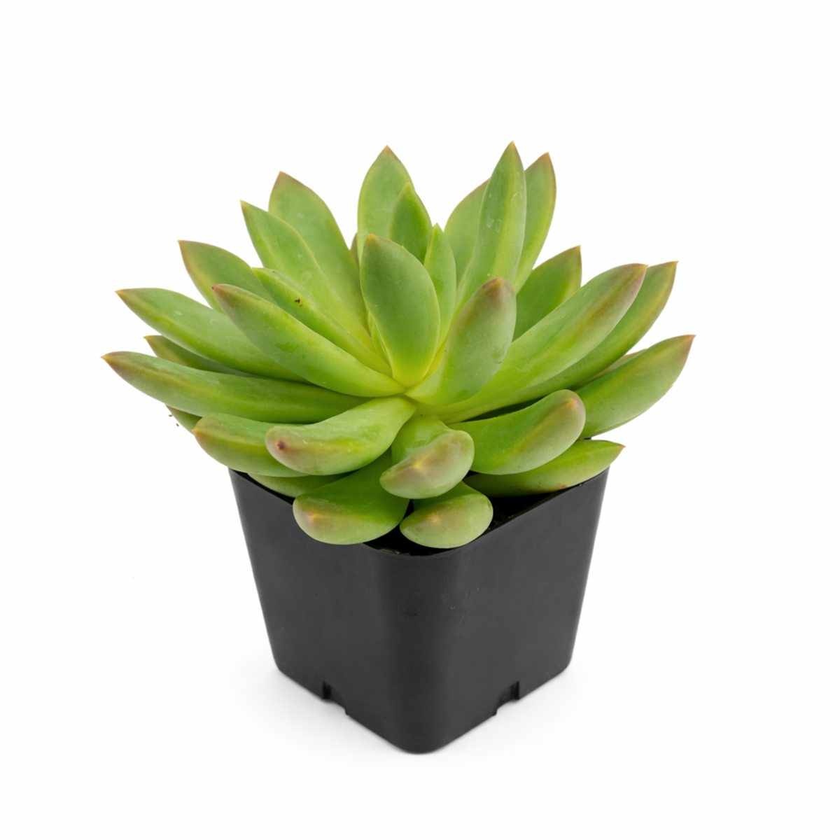 2 inch Echeveria 'Princess', green succulents, indoor succulents, succulent care guide, buy succulents online