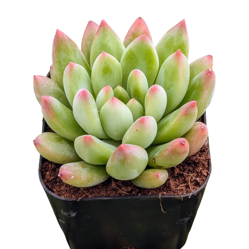 Echeveria 'Princess' on a white background, green succulents, indoor succulents, succulent care guide, buy succulents online