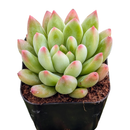2 inch Echeveria 'Princess' in a plastic pot, green succulents, indoor succulents, succulent care guide, buy succulents online