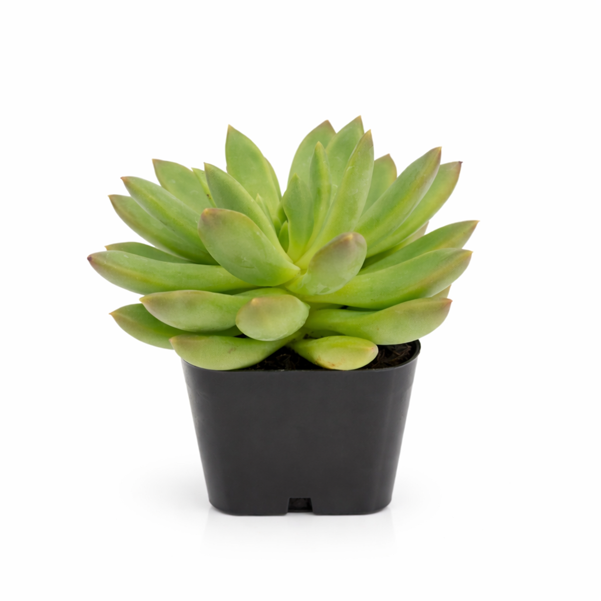 2 inch Echeveria 'Princess', green succulents, indoor succulents, succulent care guide, buy succulents online