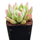 2 inch Echeveria 'Princess' in a plastic pot, green succulents, indoor succulents, succulent care guide, buy succulents online