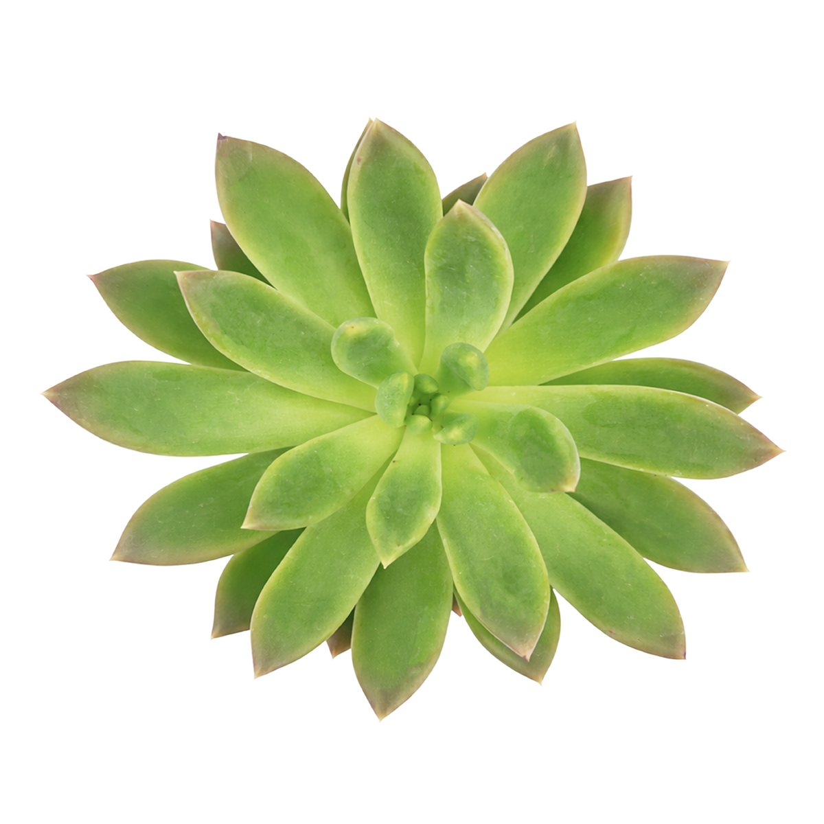 2 inch Echeveria 'Princess', green succulents, indoor succulents, succulent care guide, buy succulents online